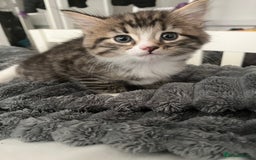 Mixed Breed cats for sale: 3 Healthy, Playful Kittens  - Image 27