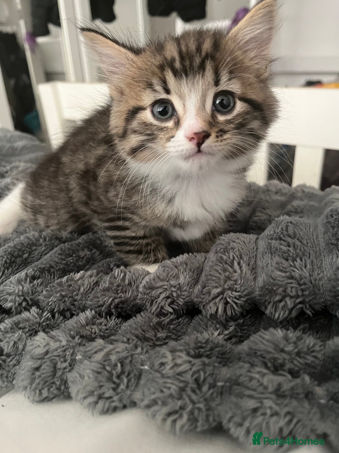 Mixed Breed cats for sale: 3 Healthy, Playful Kittens  - Image 27