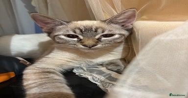 Mixed Breed cats - Advert 7