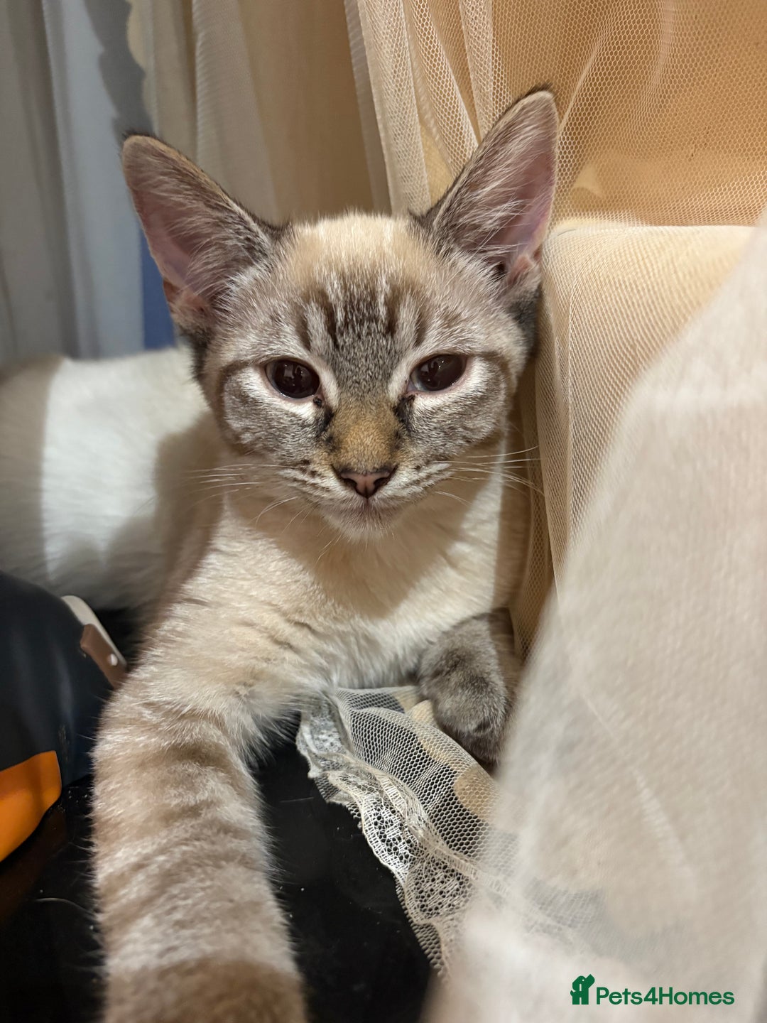 Mixed Breed cats for sale: 2 beautiful female kittens for sale - Image 2
