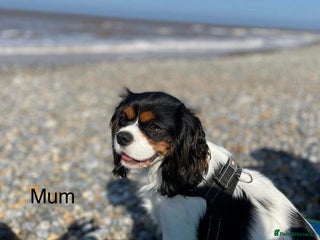 Cavapoo dogs Black Cavapoo F1 girl available 🐾👸 - Advert 2