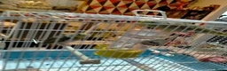 Parrots birds for sale: PAIR OF CELESTIAL PARROLETS LARGE CAGE ON WHEELS - Advert 6
