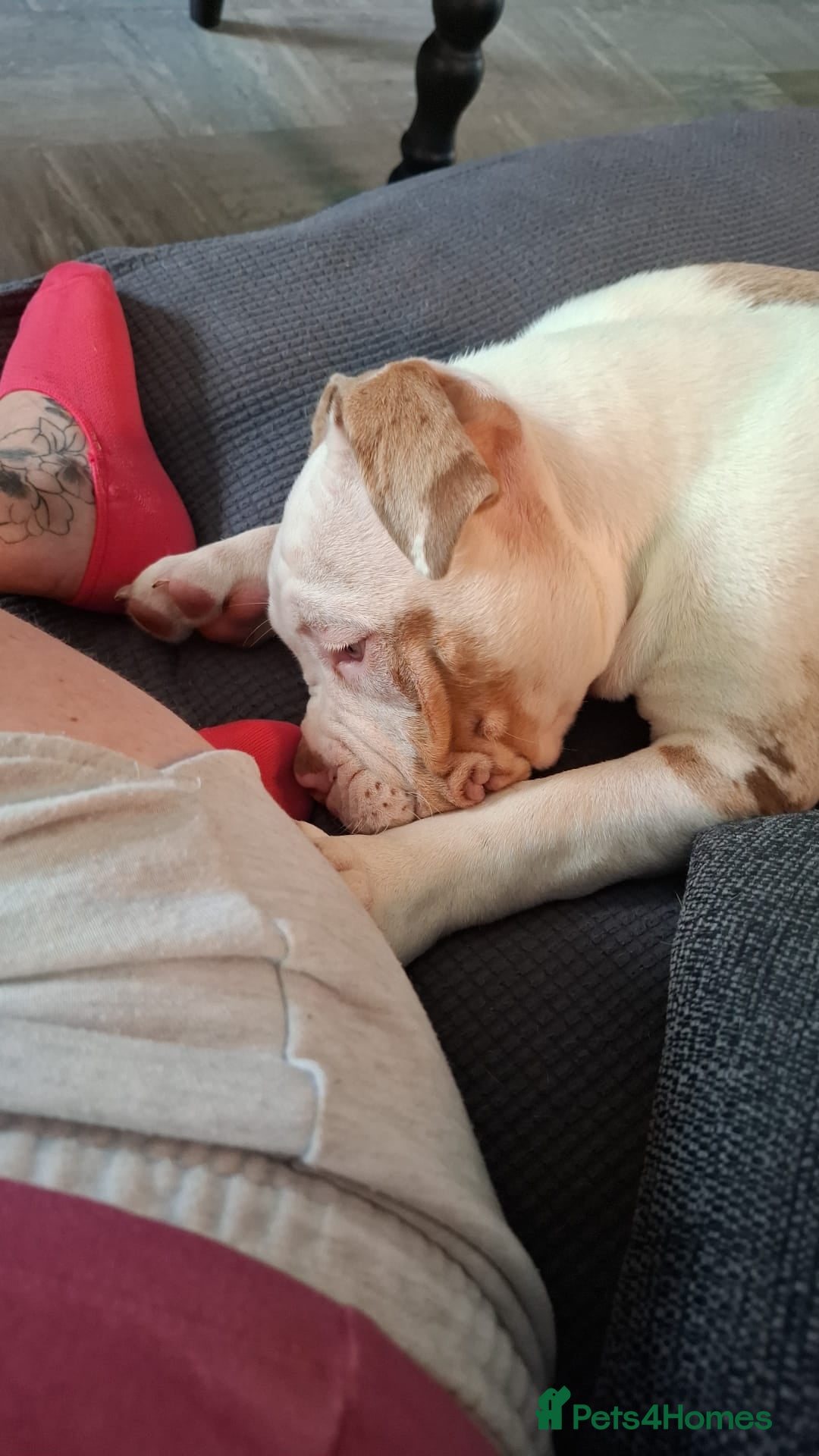 American Bulldog dogs for sale: Male American bulldog x  - Image 3