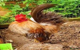 Chickens poultry for sale: Serama x silkie chicks ultra soft, fluffy and tiny - Image 16