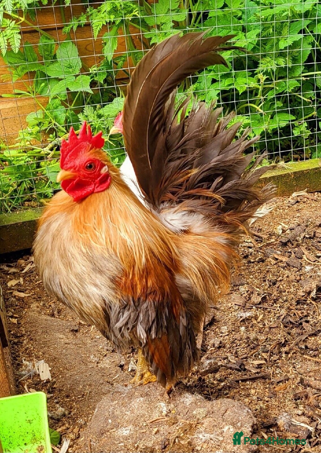 Chickens poultry for sale: Serama x silkie chicks ultra soft, fluffy and tiny - Image 16