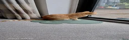 Bengal cats for sale: Looking for a Loving Forever Home  - Advert 21