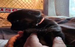 Mixed Breed dogs for sale: Pups fir sale  - Image 7