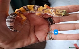 Gecko reptiles for sale: Leopard gecko babies - Image 7