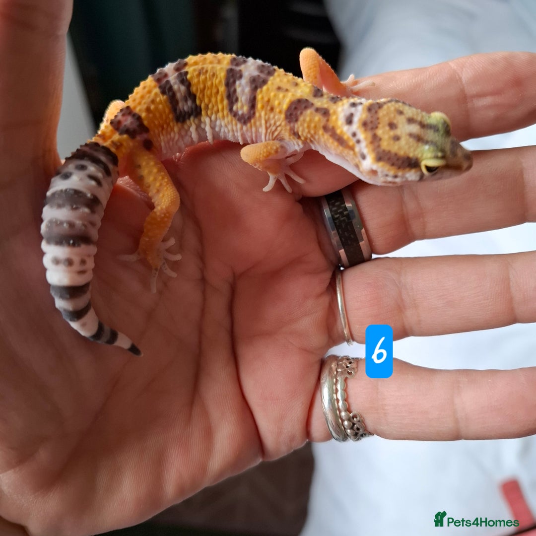 Gecko reptiles for sale: Leopard gecko babies - Image 7