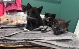 Mixed Breed cats for sale: Sweet kittens 😻 - Image 4