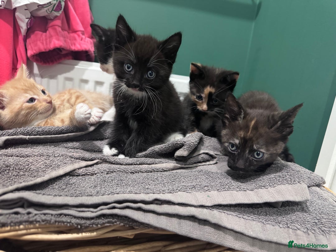 Mixed Breed cats for sale: Sweet kittens 😻 - Image 4