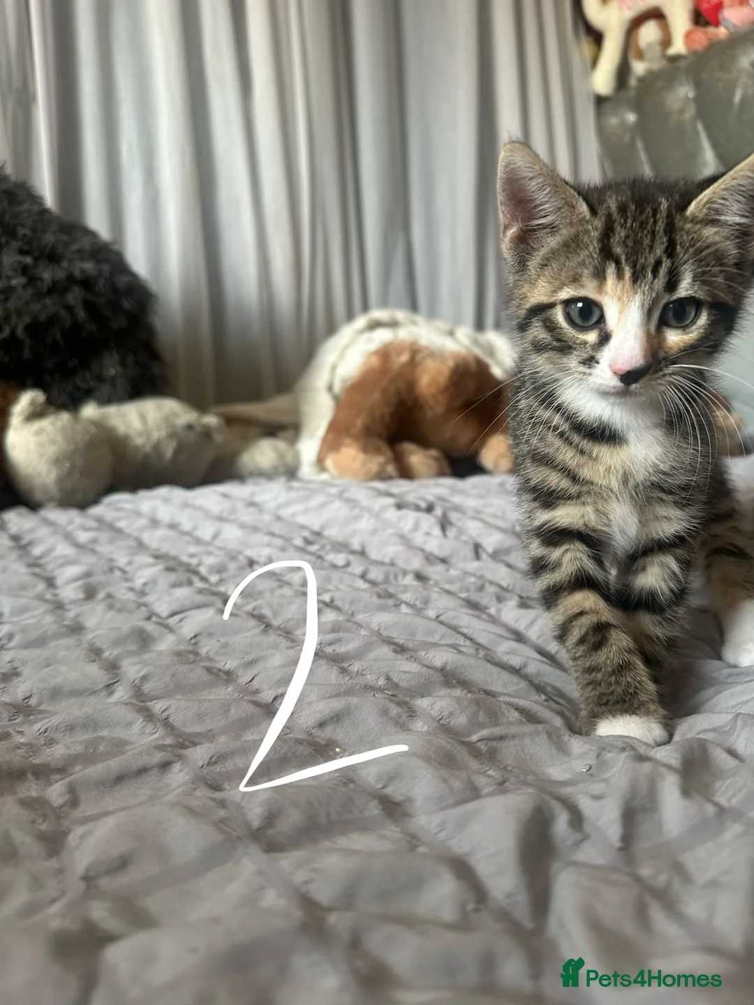 Mixed Breed cats for sale: Beautiful Bengal Cross Kittens - Advert 1