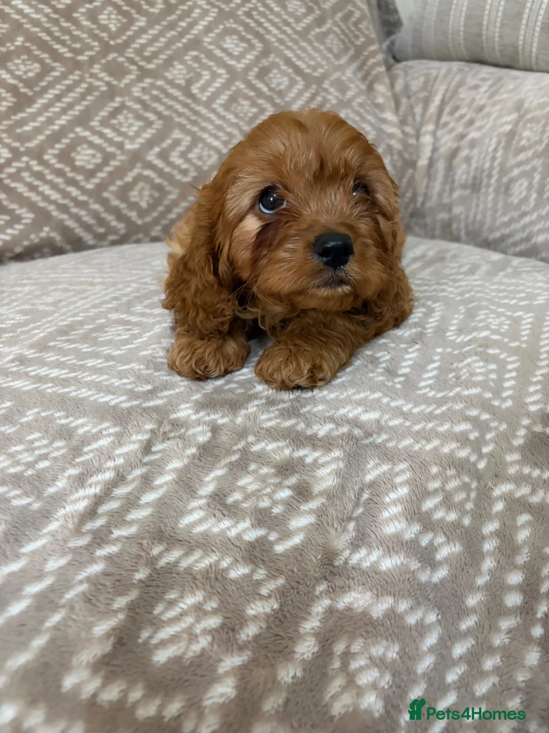 Cavapoo dogs for sale: Stunning F1 fox red Cavapoo boy - Advert 6