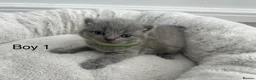British Shorthair cats for sale: British Shorthair Kittens TICA registered  - Advert 11