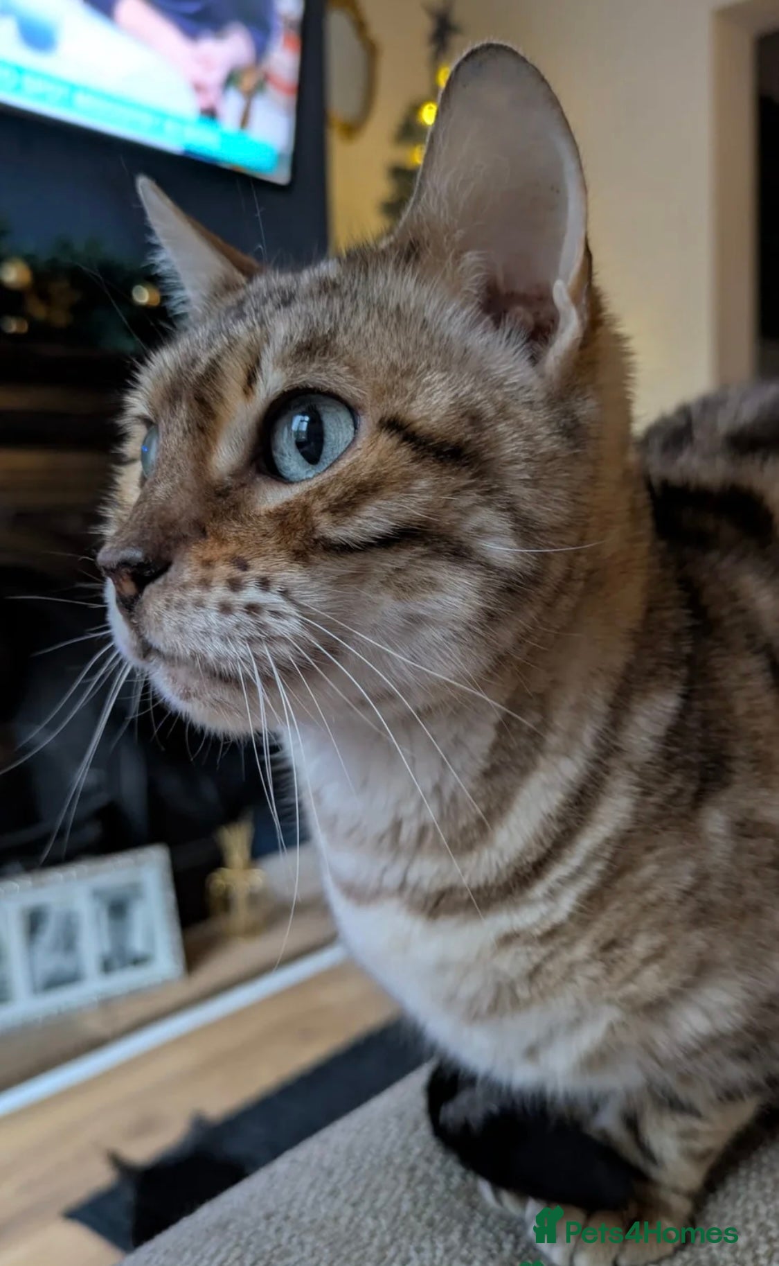 Bengal cats Female bengal - Advert 1