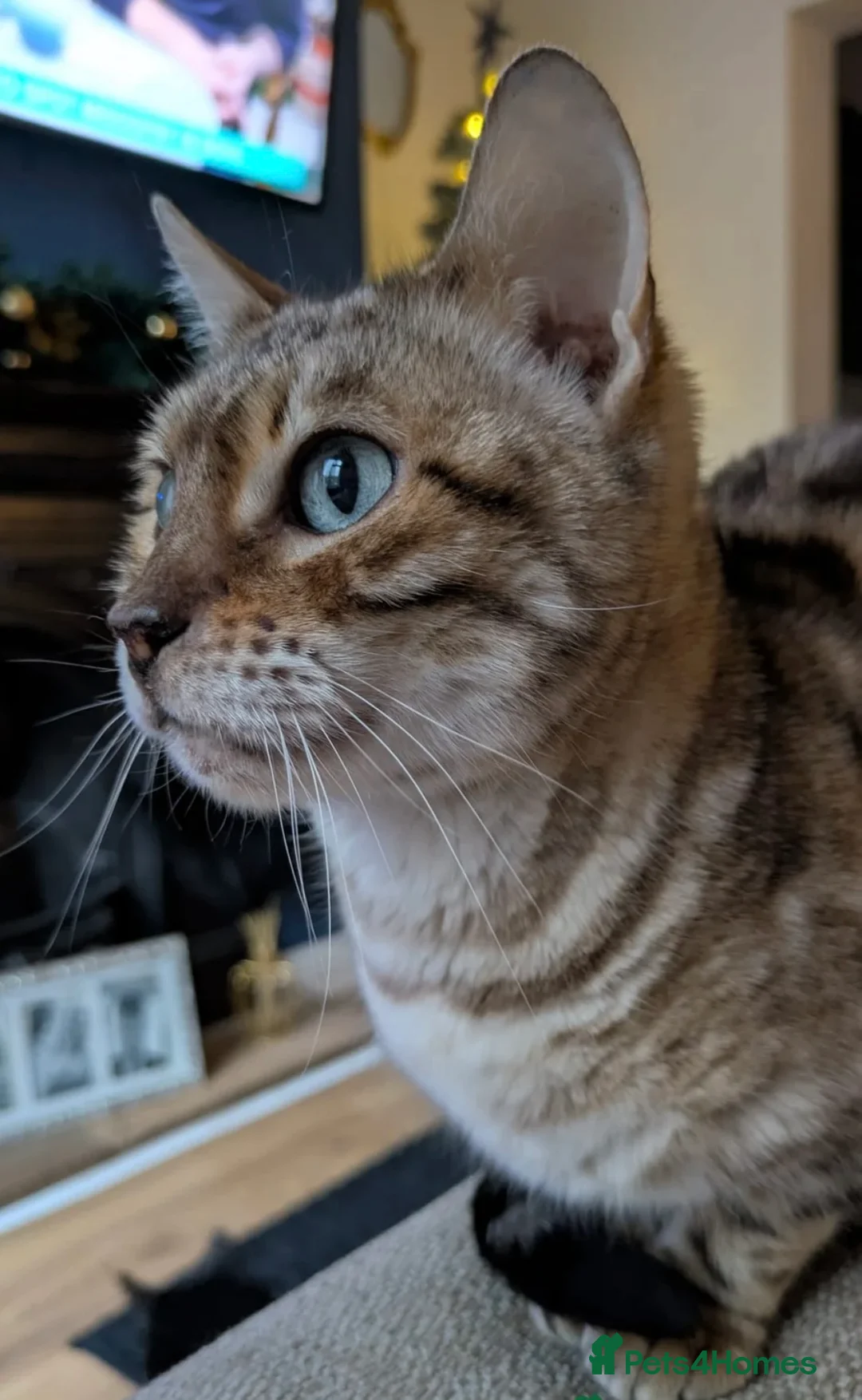 Bengal cats for sale: Female bengal - Advert 1