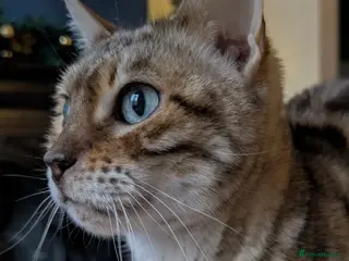 Bengal cats Female bengal - Advert 1