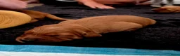Golden Retriever dogs for sale: Stunning dark working golden retriever puppies - Advert 9
