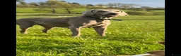Weimaraner dogs for sale: KC Registered Weimaraner puppies for sale - Advert 5
