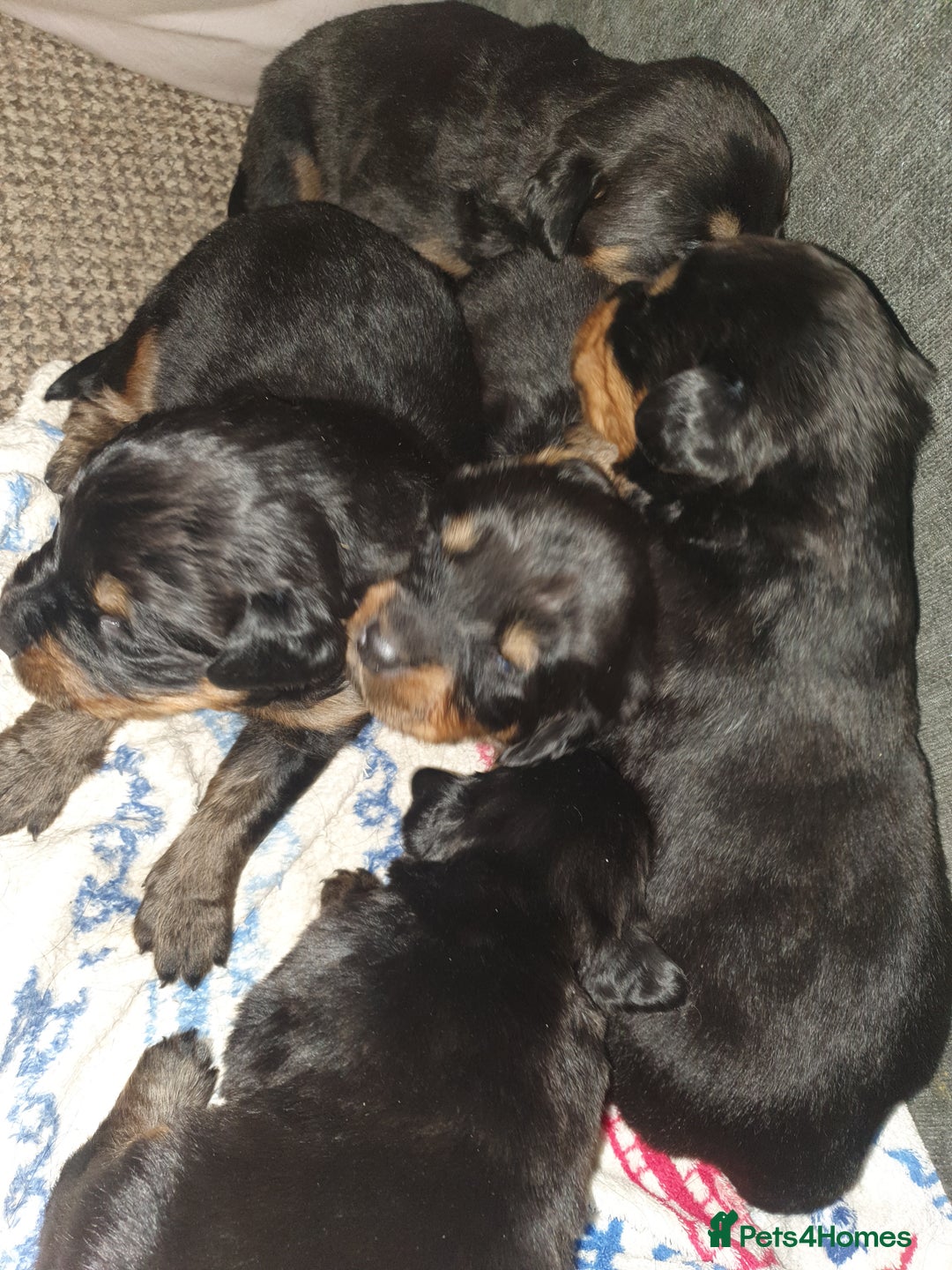 Rottweiler dogs for sale: Fluffwiler  rottweiler puppies - Advert 6