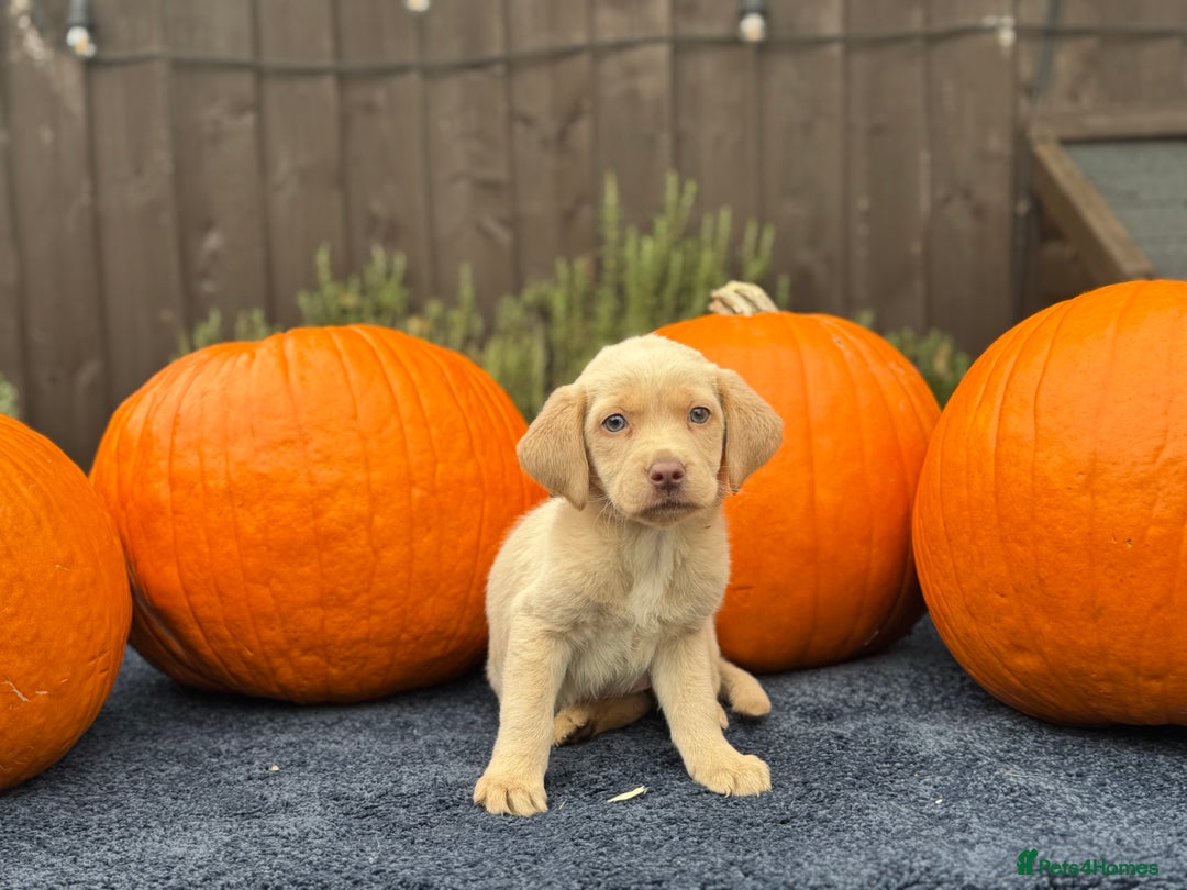 Labrador Retriever dogs for sale: stunning Lab Puppies Rare Colours & Family Raised - Image 12