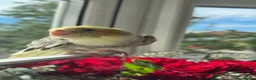 Cockatiels birds for sale: Hand-Tamed Cockatiel ❤️ - Advert 3
