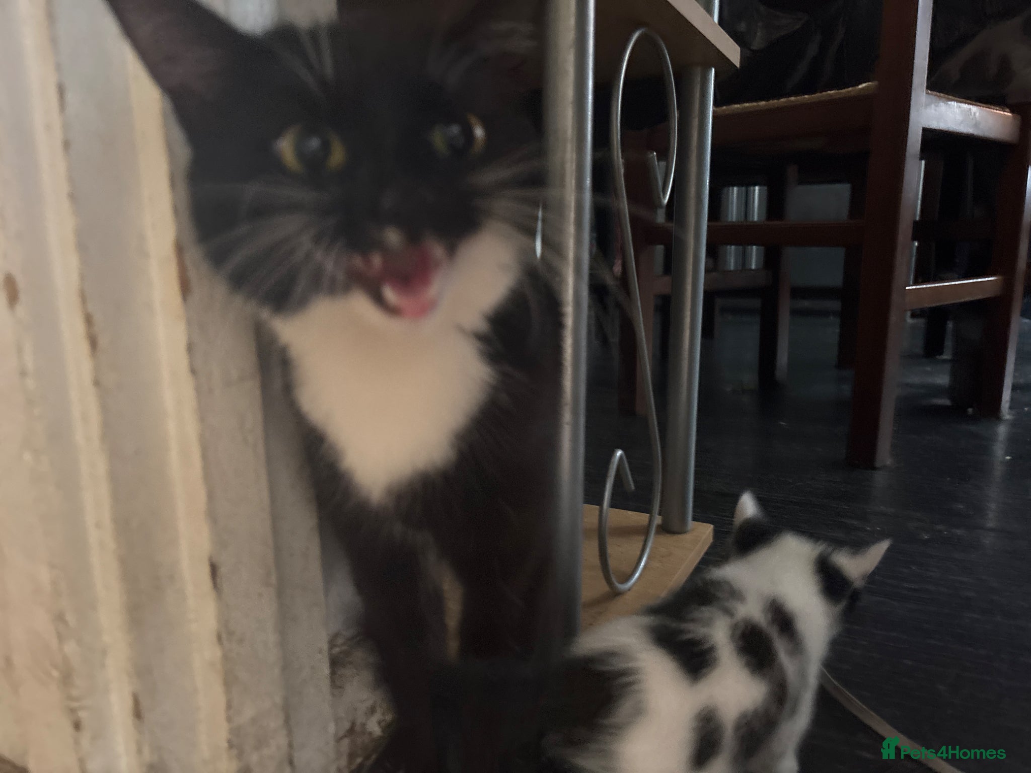 Domestic Shorthair cats 3 kittens and a mother for sale - Advert 1
