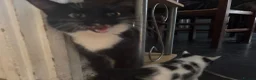Domestic Shorthair cats for sale: 3 kittens and a mother for sale in Bilston - Advert 1