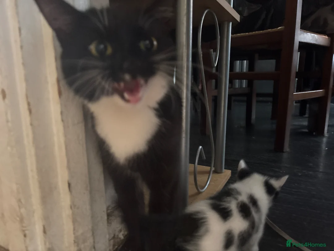 Domestic Shorthair cats for sale: 3 kittens and a mother for sale in Bilston - Advert 1