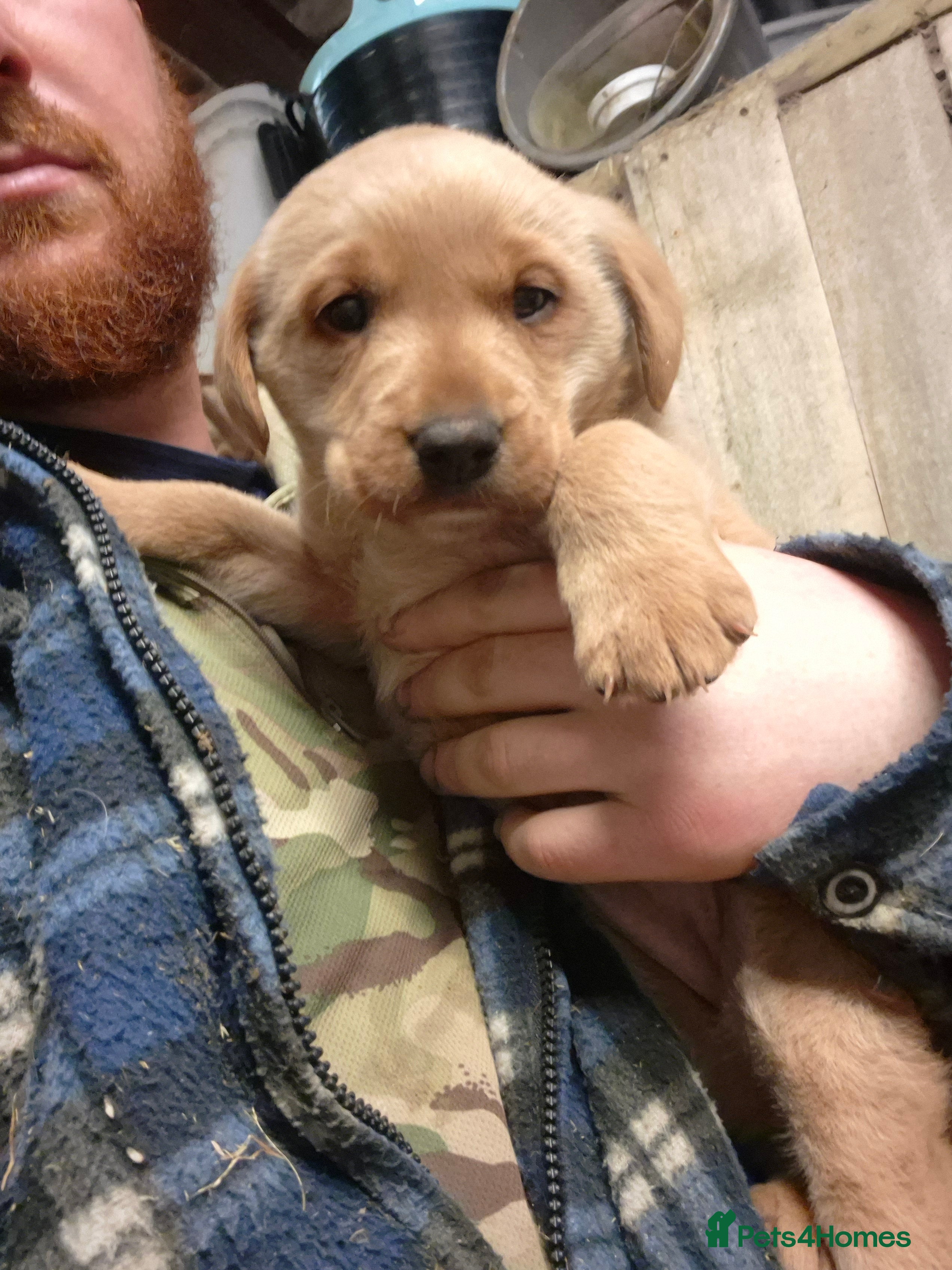 Labrador Retriever dogs Labrador puppies **1 bitch available - Advert 1