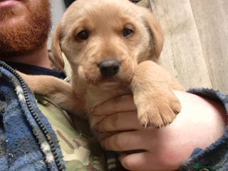 Labrador Retriever dogs Labrador puppies **1 bitch available - Advert 1