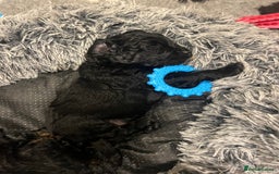 Cavapoo dogs for sale: ONLY our clever little Ricki left!  - Image 16