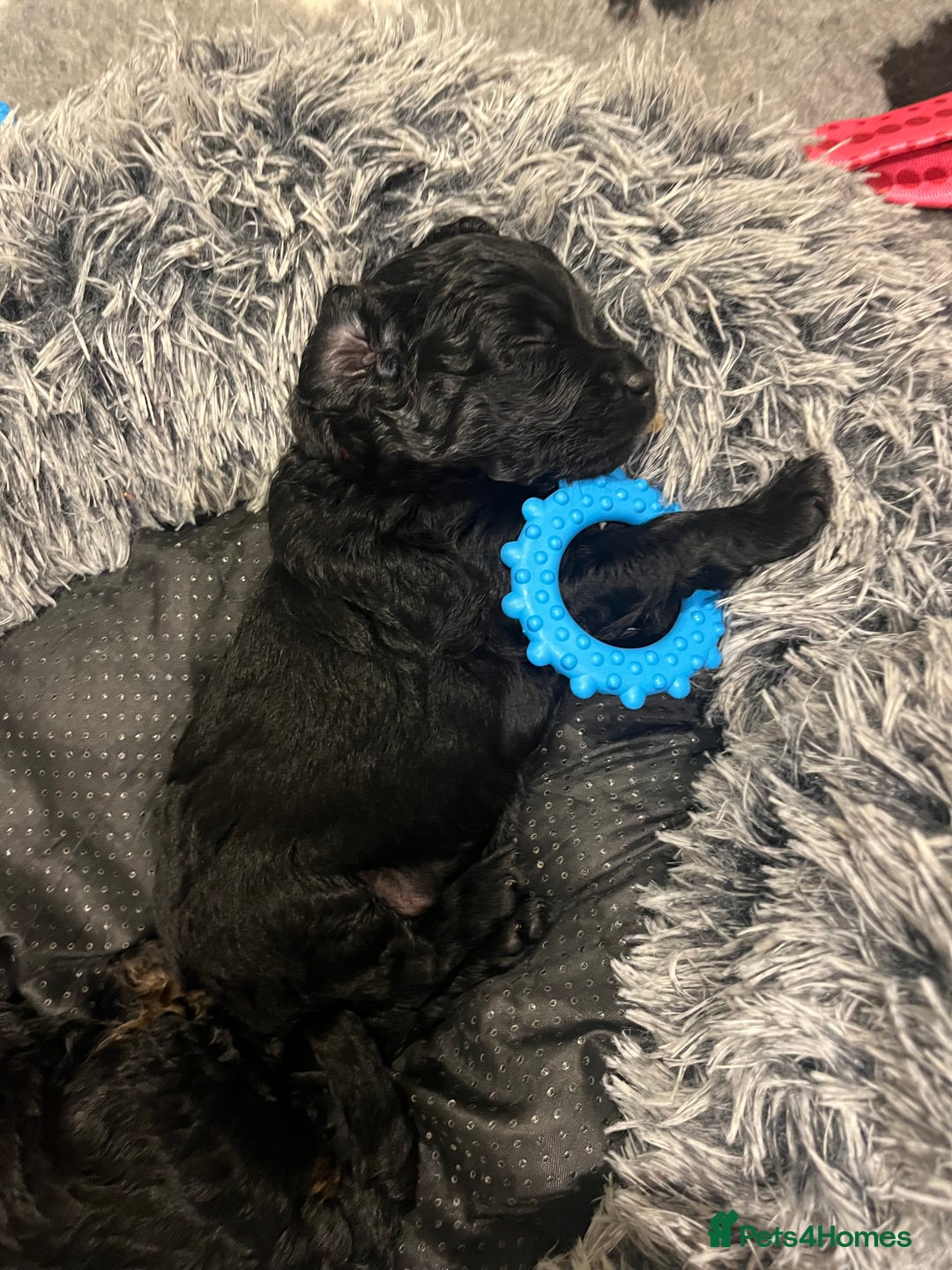 Cavapoo dogs for sale: ONLY our clever little Ricki left!  - Image 16