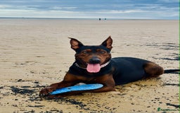Mixed Breed dogs for sale: Chineese red dog x chinese red dog x Dutch herder  - Image 1