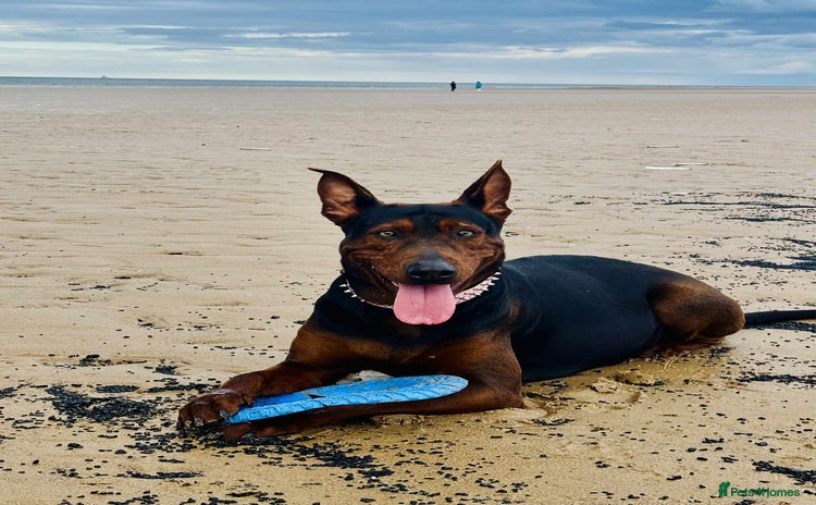 Mixed Breed dogs - Advert 1