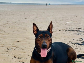 Mixed Breed dogs - Advert 10