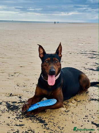 Mixed Breed dogs - Advert 3