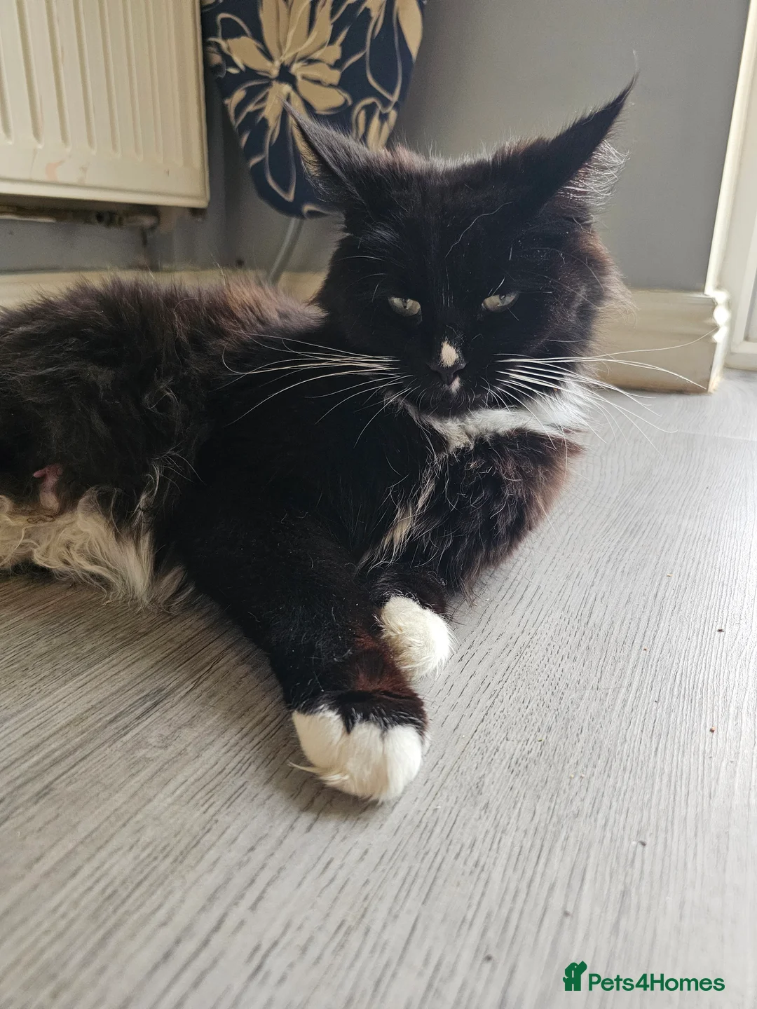 Maine Coon cats for sale: Maine Coon Kittens – Ready After 28th February 🐾 - Advert 2