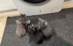 Mixed Breed cats for sale: Mixed breed , Maine coon x rag doll x local tom ! - Image 2