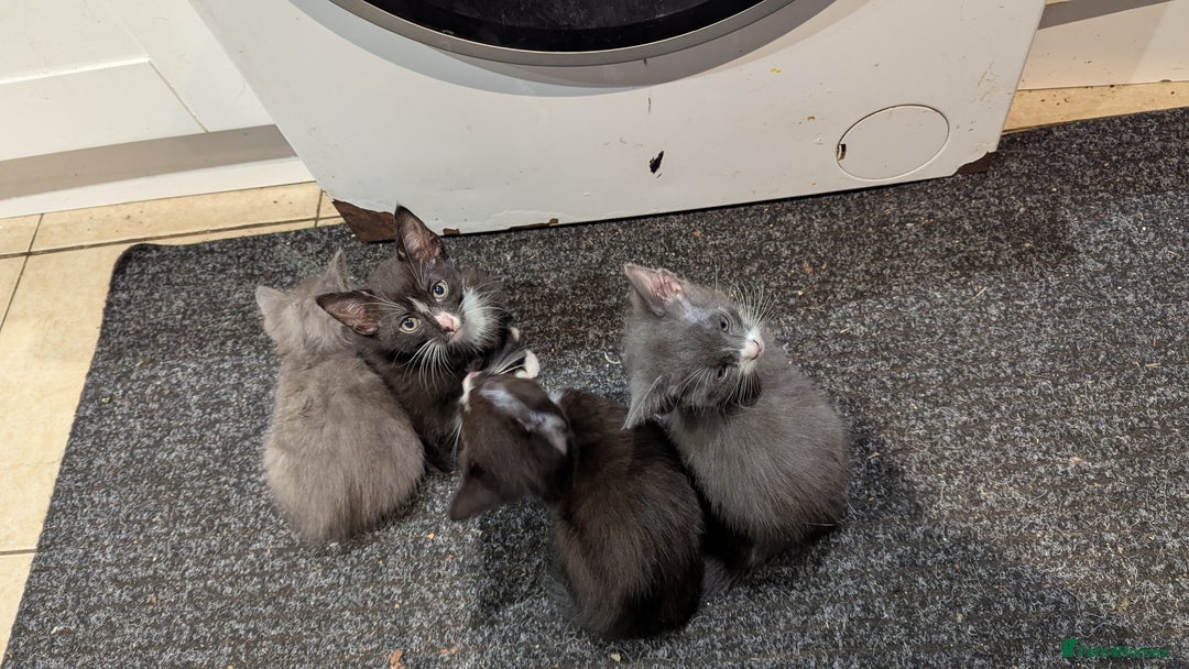 Mixed Breed cats for sale: Mixed breed , Maine coon x rag doll x local tom ! - Image 2