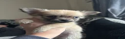 Pomchi dogs for sale: Pomchi Puppies - Advert 28