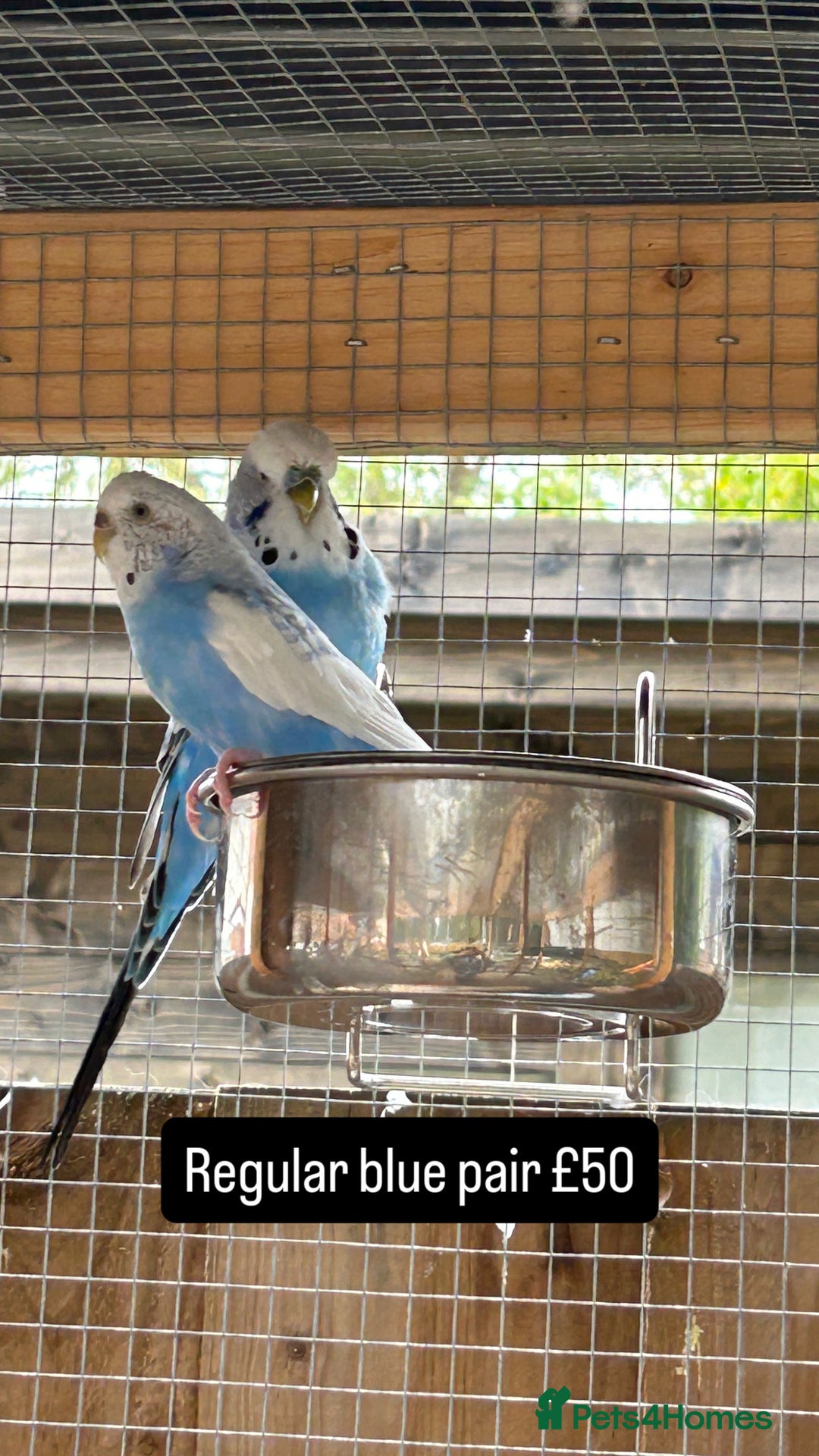 Budgerigars birds for sale: Proven pairs budgies all adult 2+ years old  - Image 12