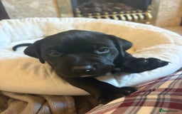 Mixed Breed dogs for sale: Bullador puppies  - Image 14