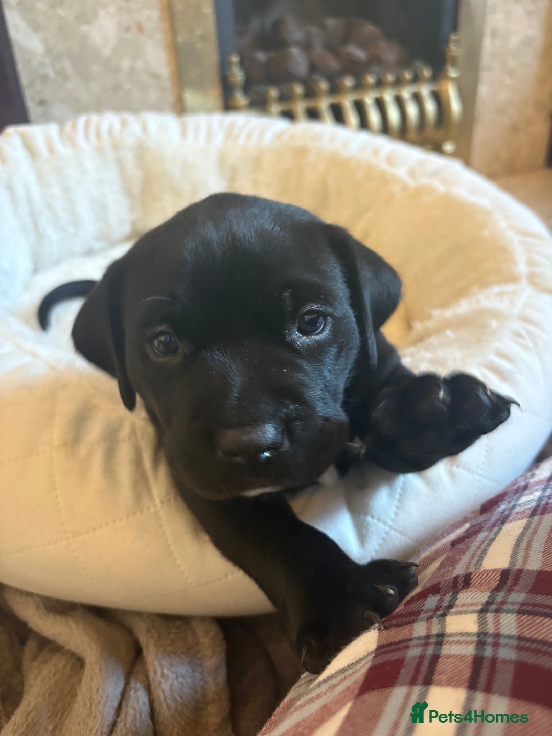 Mixed Breed dogs for sale: Bullador puppies  - Image 14