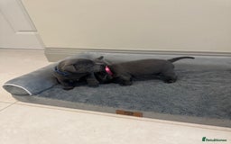 Staffordshire Bull Terrier dogs for sale: Champion sired blue Staffy pups - Image 5
