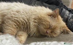 Ragdoll cats for sale: Beautiful ragdoll kittens - Image 7