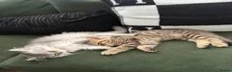 Scottish Fold cats for sale: Scottish longhair & Scottish Tabby kitten  - Advert 3
