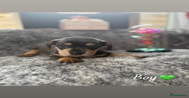 Miniature Dachshund dogs - Advert 2