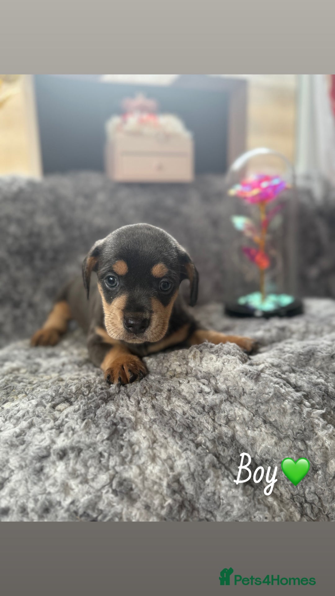 Miniature Dachshund dogs for sale: Minature dachound puppies  - Image 3