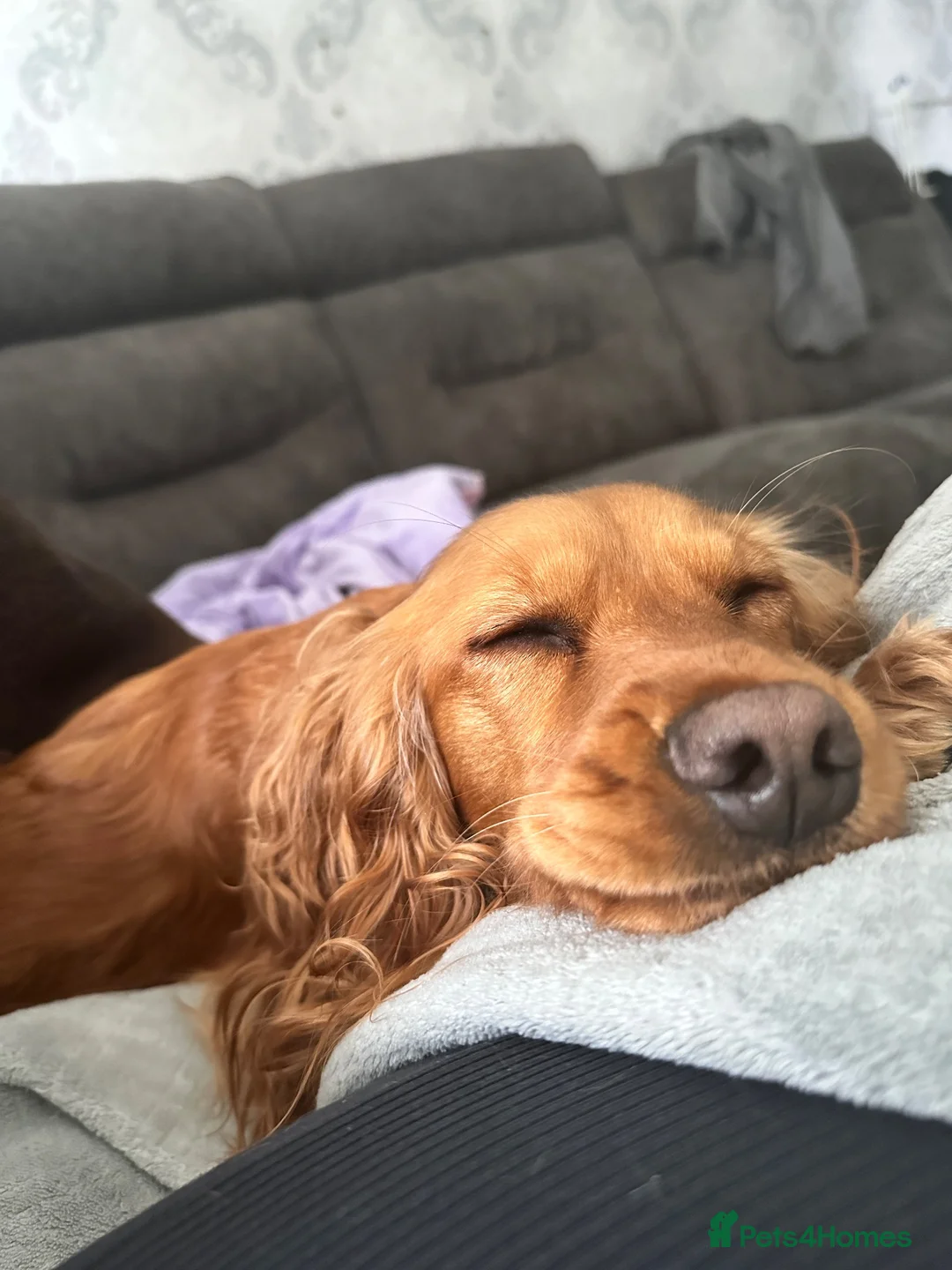 Cocker Spaniel dogs for sale: Cocker spaniel - Advert 2